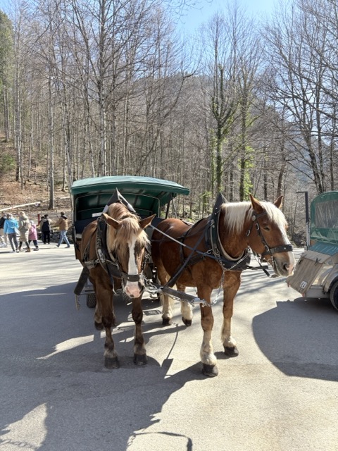 德國旅遊 新天鵝堡公車 新天鵝堡（Schloss Neuschwanstein）德國公車 德國黑森林 德國 馬車 德國馬車 新天鵝堡馬車